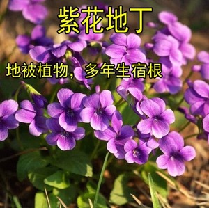 紫花地丁种子四季耐寒宿根光萼堇菜籽多年生地被春秋阳台盆栽花籽