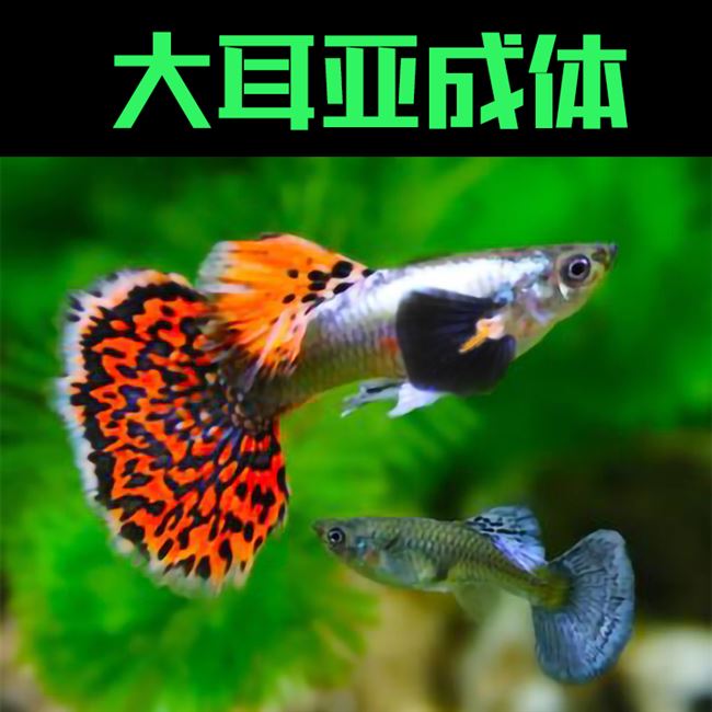 泰国大耳孔雀鱼公纯种孕母观赏鱼蕾丝下崽狂魔临产凤尾鱼热带鱼9