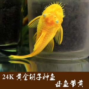 【黄金大胡子鱼种鱼】黄金大胡子鱼种鱼品牌,价格 - 阿里巴巴