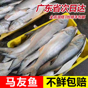 马友鱼新鲜鲜活冷冻深海湛江海鲜鱼清蒸鱼整条海捕水产午笋鱼顺丰