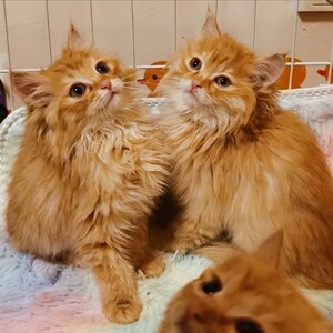 狮子猫山东临清长毛猫橘猫咪异瞳幼崽三花猫舍繁殖鸳鸯眼幼猫蓝眼