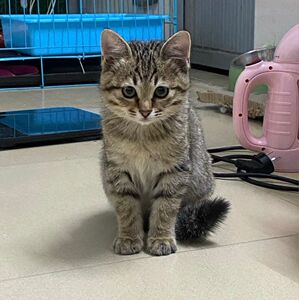 中华田园猫幼崽宠物小狸花猫活体猫舍幼猫纯种土猫家猫猫猫咪活物