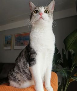 中华田园猫简州猫幼崽宠物猫活体猫舍幼猫纯种土猫家猫猫猫咪活物