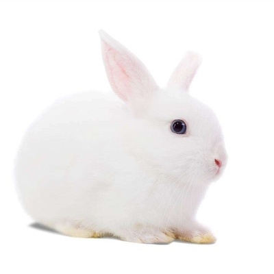 新杯兔小白兔子活物一对好养纯种侏i儒宝宝小型迷你宠物家养