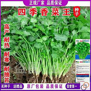 四季播香菜种子农家阳台盆栽蔬菜籽进口耐抽苔菜种子大叶芫荽种子