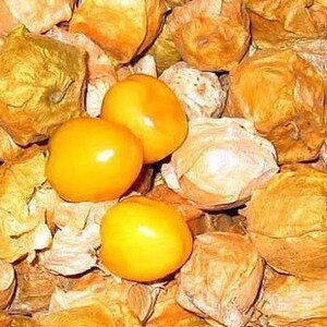 种子 甜菇娘 种子/甜姑娘/北阳台能种/阳 种菜盆栽 蔬菜瓜水果籽