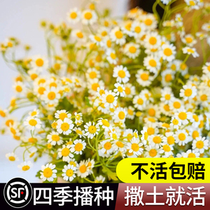 洋甘菊花种子四季播种开花易活植物室内外阳台庭院盆栽花卉种籽子