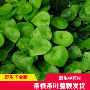 中药千金藤粪箕笃中草药野生新鲜粪箕田鸡整颗苗500克带根叶发货