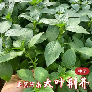 河南大叶荆芥菜种籽子四季盆栽荆棘种子荆芥籽种特色野菜蔬菜种孑