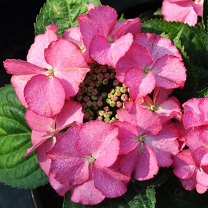 bp花卉绣球花2加仑盆栽水晶绒球无尽夏大苗木本花卉x庭院花园植物