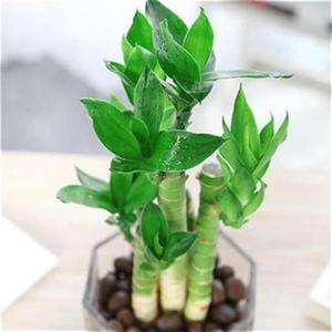 文昌竹植物水养培水h绿植带v根荷花竹助学业富小t室内.贵盆栽易养