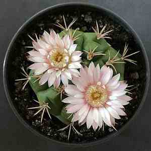 良宽仙人球实生绿植仙人掌科植物盆栽开花卉群生多头室内小盆栽花