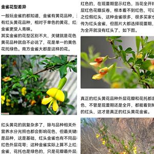 可食用雀花盆景南雀老桩金雀花盆栽雀花金雀梅苗锦鸡儿花苗