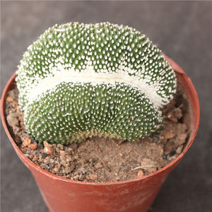 新品松露玉缀化稀缺变异仙人球小盆栽开花多肉植物落地有根肉随机