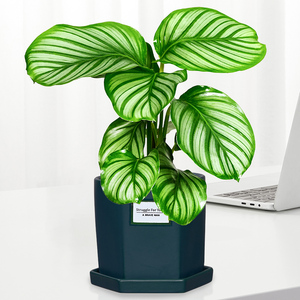 北京同城青苹果竹芋盆栽室内办公室净化空气观叶植物桌面好养绿植