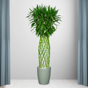 【绿植室内北京】绿植室内北京品牌,价格 - 阿里巴巴