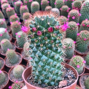 精品实生开花仙人球红花锦丸办公室桌面小盆栽绿植防辐射吸甲醛