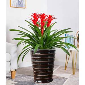 红运当头大盆栽