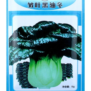 黑油冬种子冬菜冬季蔬菜菜种杭州乌油冬儿种籽菜籽孑青菜籽种油菜