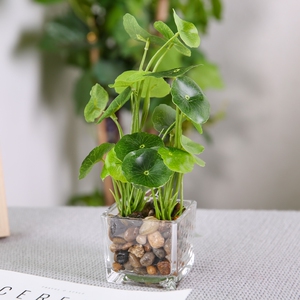 四叶草仿真室内