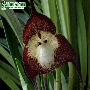 猴面花种子100粒奇特兰花卉种子稀有猴面兰花苗四季盆栽多肉种子