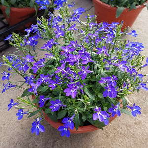 六倍利花苗盆栽带花可垂吊半边莲易爆盆耐寒阳台花卉植物好养易活