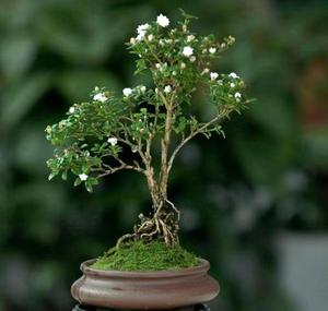 微盆景重瓣六月雪