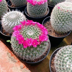 00超三工厂店淘宝22玉翁仙人球花卉室内o小盆栽肉肉不带花苞超大颗