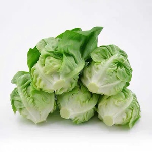 新鲜奶油生菜沙拉蔬菜500g色拉食材叶质脆嫩牛油生菜西餐即食生菜