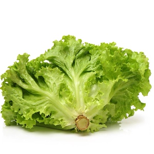 新鲜绿珊瑚500g绿毛罗莎生菜绿叶生菜即食蔬菜轻食沙拉菜蔬菜沙拉