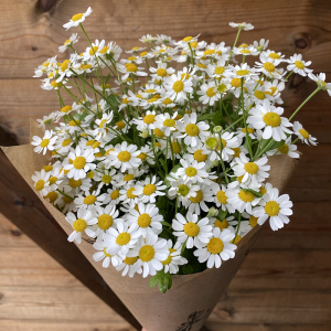 白晶菊花卉盆栽小白菊小雏菊植物阳台花卉带花发货