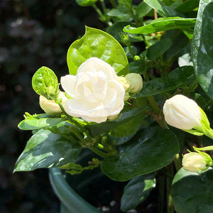 茉莉花盆栽小