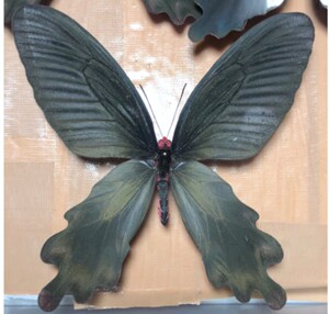 短尾麝凤蝶,展翅品,实物图,品相如图,a1