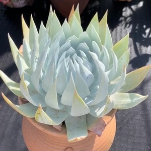 仙女杯雪山多肉老桩多肉云南多肉植物老桩 云南多肉一物一拍