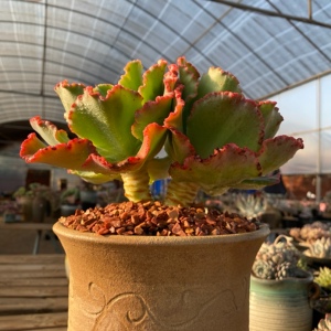 舞会红裙包菜型多肉植物状态多肉老桩粗桩造型云南多肉一物一拍