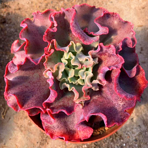 高砂之翁多肉植物高沙超大颗肉肉老桩花卉盆栽室内桌面绿植