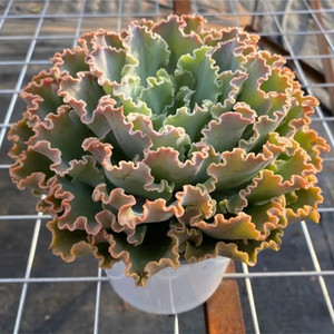 超大水瓶座蓝狐多肉植物包菜系稀有品种盆栽含盆发货绿植花防辐射