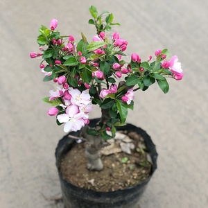 f老北京西府海棠l客盆栽花季盆景大苗室内花厅绿植四卉庭院阳台植