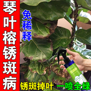 琴叶榕锈斑病烂根黄叶根腐病全治特效药锈斑净琴叶榕叶面肥营养液
