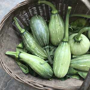 长南瓜新鲜