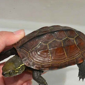 新正宗品种龟金线石n招财镇宅龟越南龟苗精纯金钱草龟宠物小乌龟