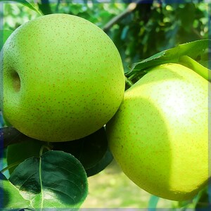 河北特产皇冠梨子新鲜3/5/10斤青冠梨现货冠脆梨整箱非安徽玉皇酥