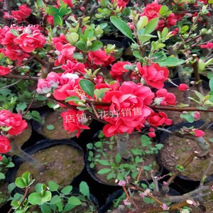 000人付款淘宝开花盆景好养黑珊瑚海棠花四季室内植物庭院不含盆w树苗