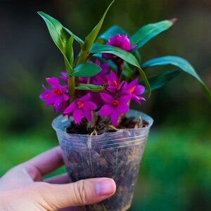 铁斛稀姬美石斛盆栽带花苞兰有兰花苗种i植石皮石斛苗花卉名贵植