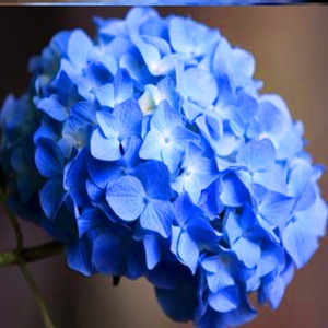 蓝色中华木绣球斗球木本树苗庭院大花球盆地栽别墅花卉木质秀锈球