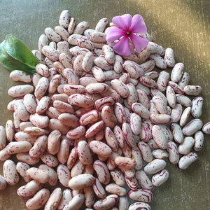 奶白花饭豆