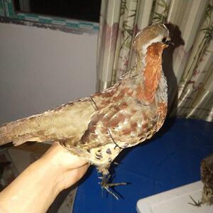 竹鸡模型精品竹鸡媒假鸡标本竹新款竹鸡模型户摆外用品件教学用品