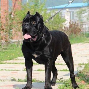 000人付款淘宝纯种卡斯罗幼犬活体大型犬护卫猛犬卡斯罗