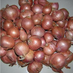 【东北小毛葱野生】东北小毛葱野生品牌,价格 - 阿里巴巴