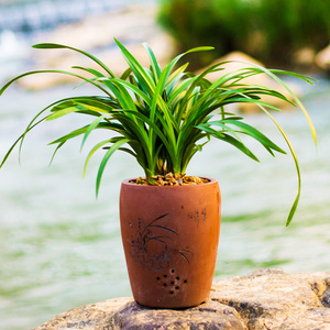 兰花苗洋兰十八格格浓香型带花苞室内观花植物建兰四.季兰草墨兰